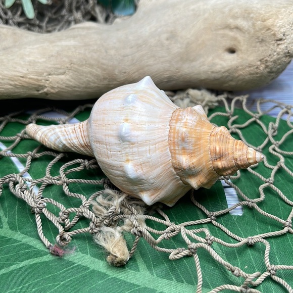 Large “Trapezium” Striped Horse Conch Seashell Shell Nautical Collector Decor - Picture 10 of 15